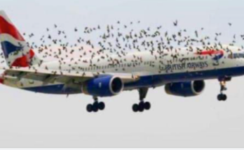 The pilot’s emotional reaction when he discovered why birds were flying alongside the plane The pilot’s emotional reaction when he discovered why birds were flying alongside the plane