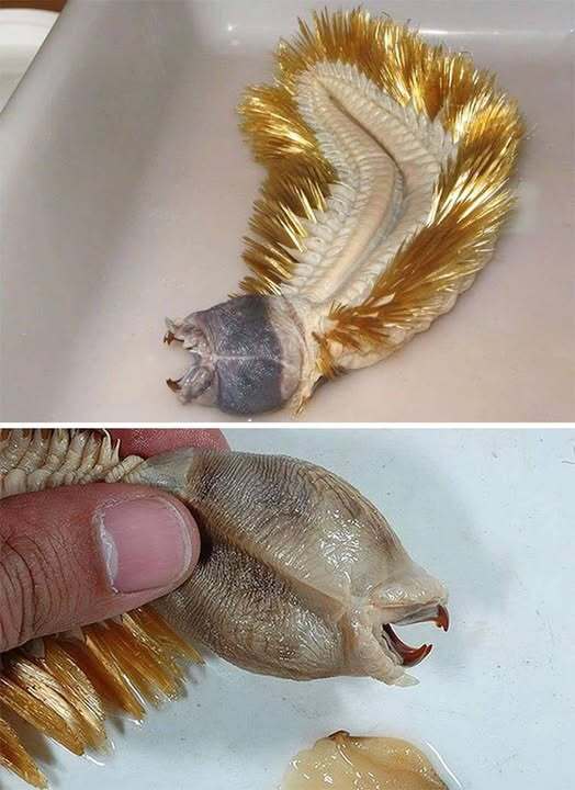 Bizarre ‘alien’ creature leaves the internet speechless once its true identity is revealed 😮 Bizarre ‘alien’ creature leaves the internet speechless once its true identity is revealed 😮